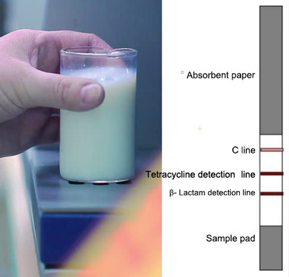 Analisi rapida delle strisce test antibiotiche del lattame del β- della latteria Tetracyclines+ per il laboratorio